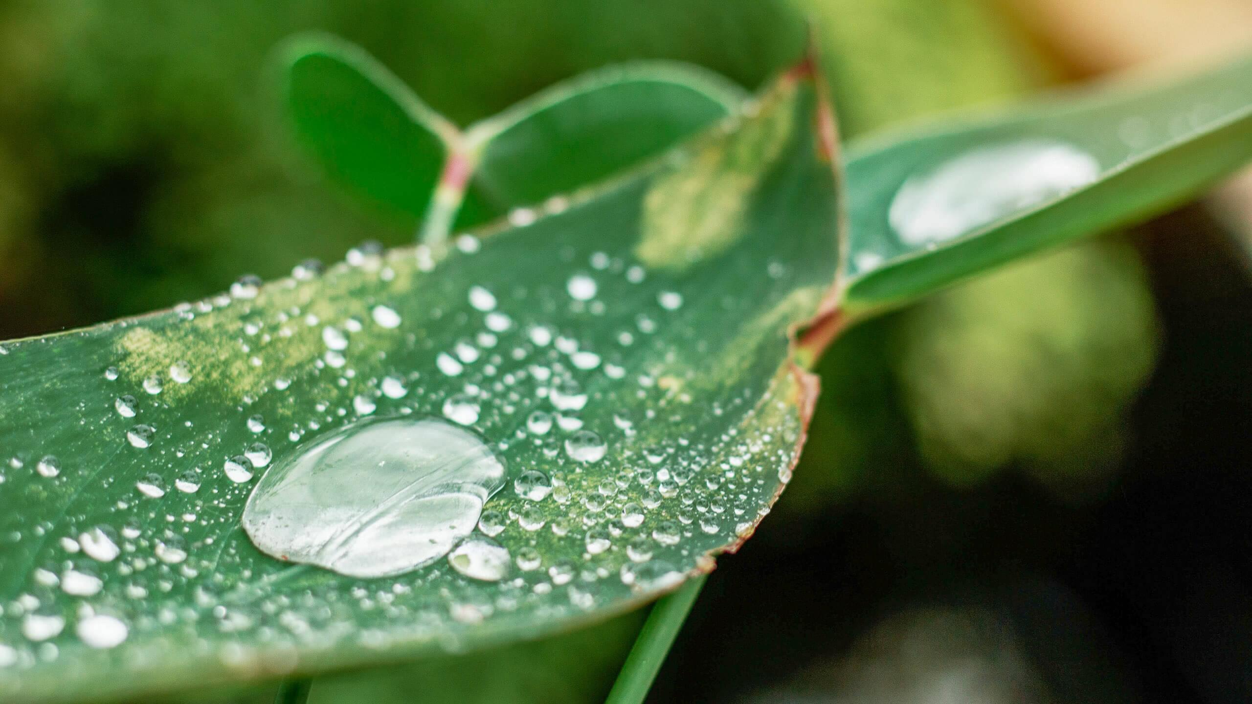 gota de agua en una hoja