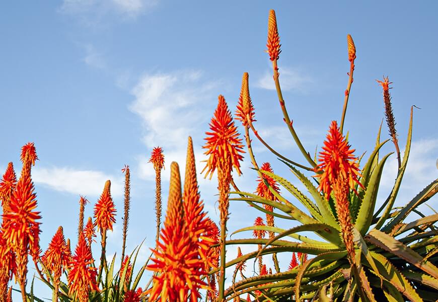 Sebastian-Vecchi-flores-de-mar-del-plata